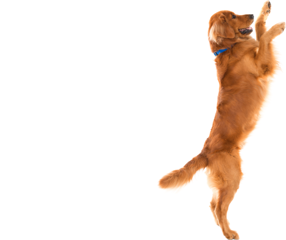 Hill country deals spca adoptable dogs